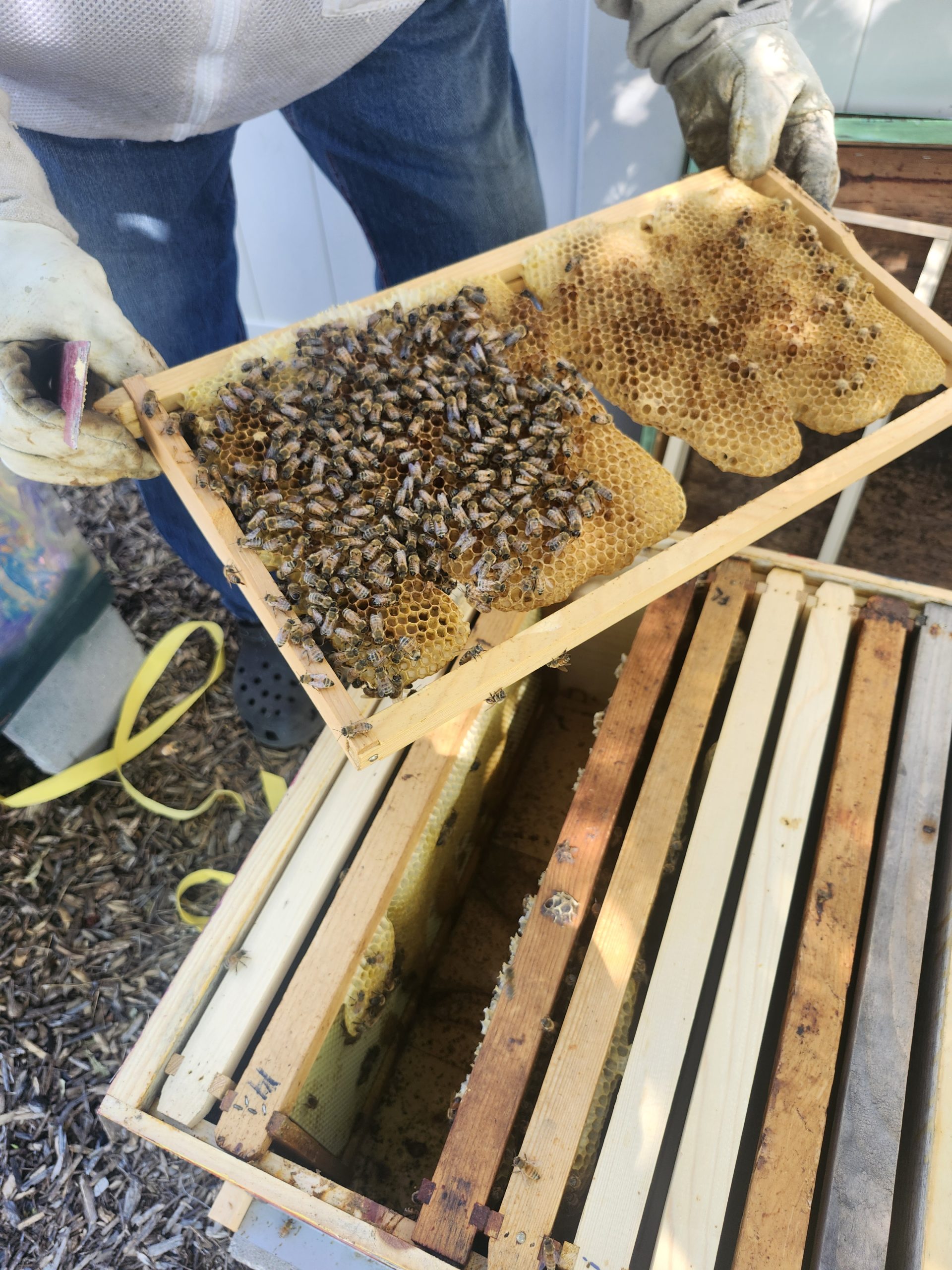 BEES_June2025(1) Person wearing gloves inspects a beehive frame covered with bees, holding it above an open hive box containing several empty and used frames.