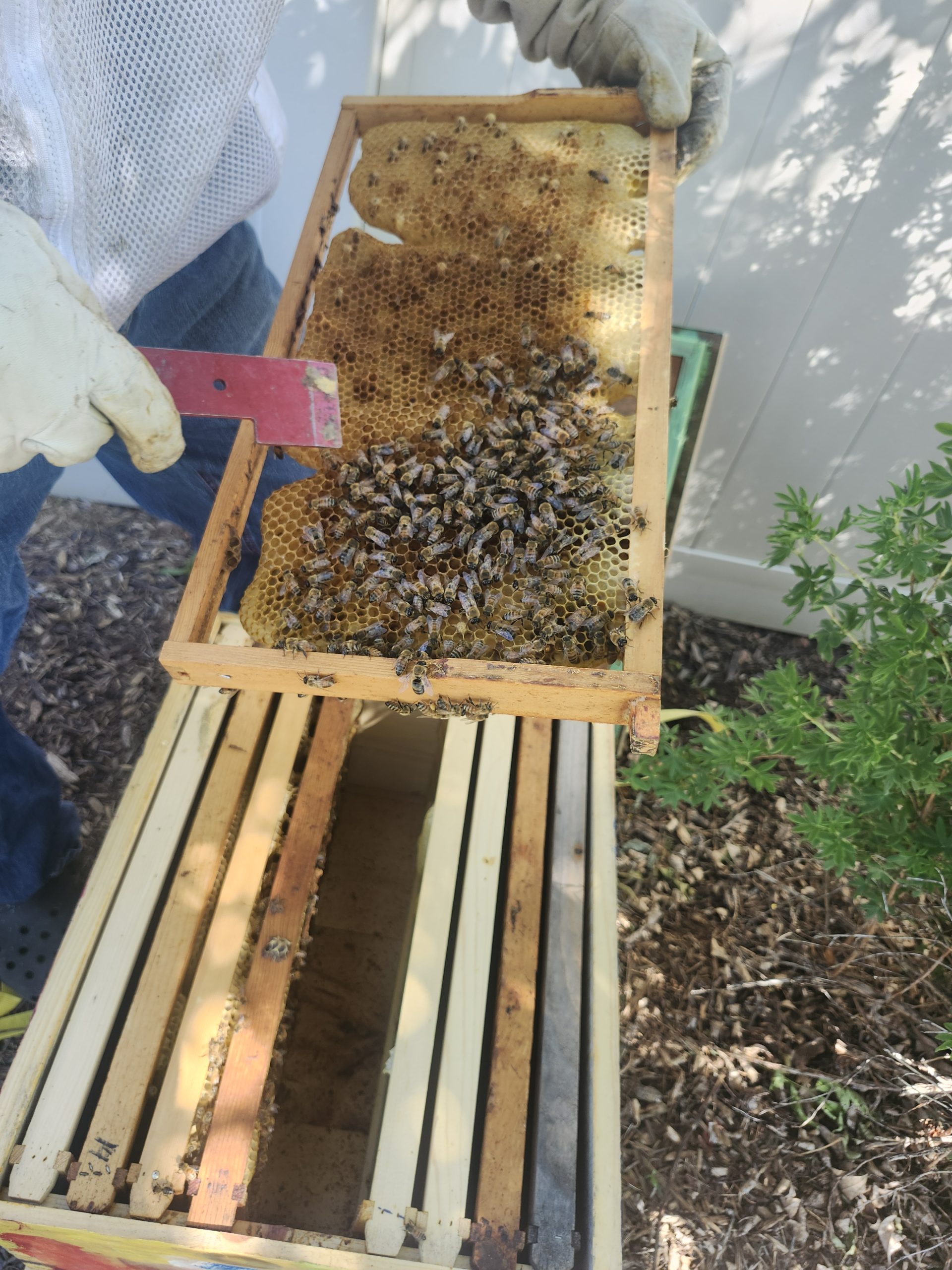 BEES_June2025(2) A person in protective gear holds a frame from a beehive covered in bees, with other frames visible in the open hive below.